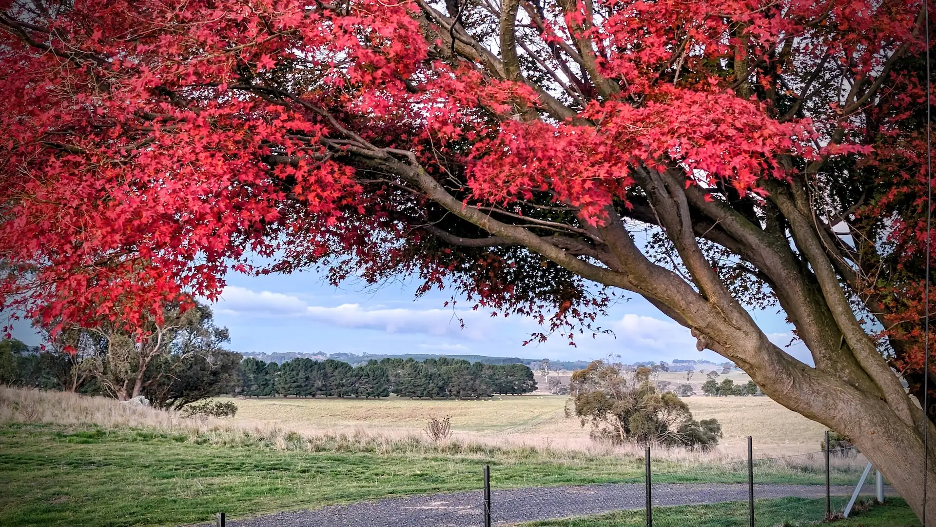 Maple tree