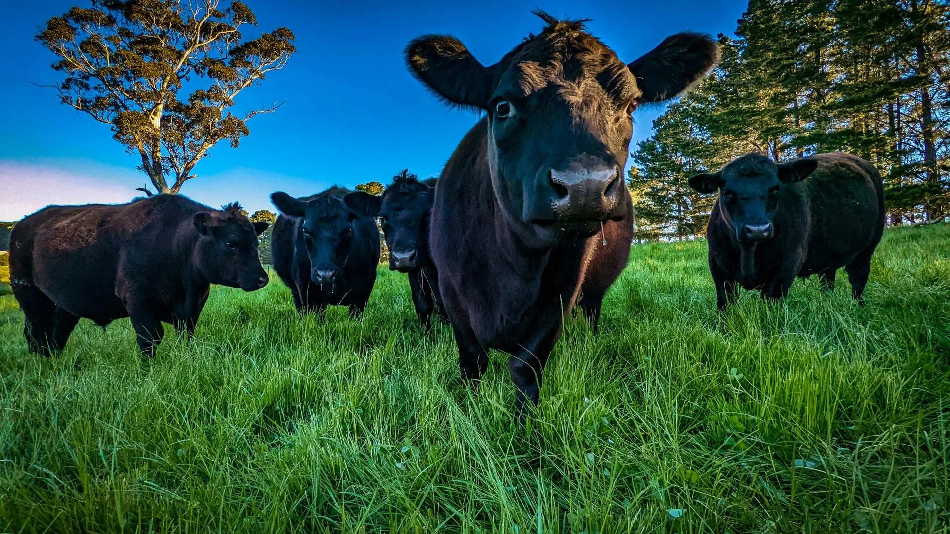 Angus cattle