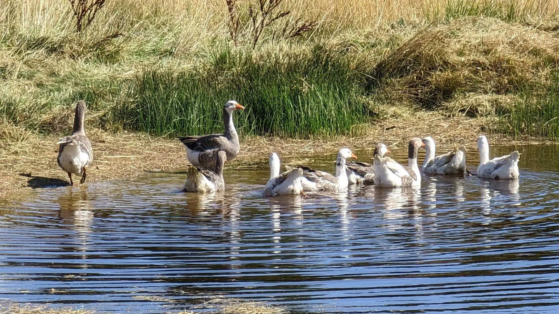 Geese at dam