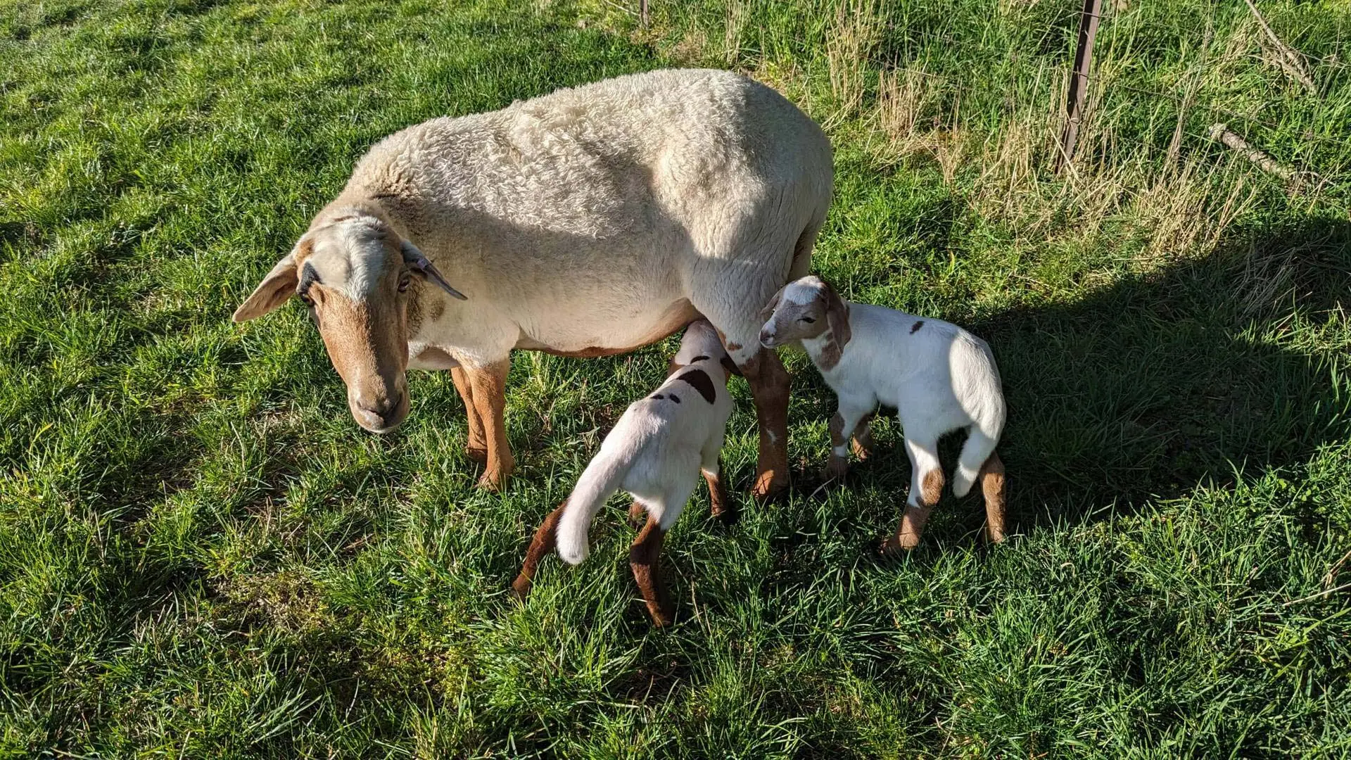 Lambs